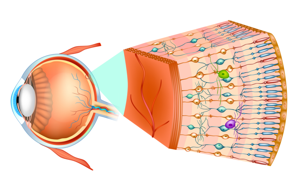 Rendering of the eye with enlarged cross-section of retina